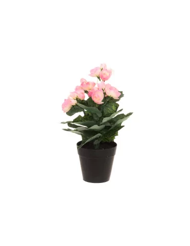 Begonia 28 cm, 4Living 2