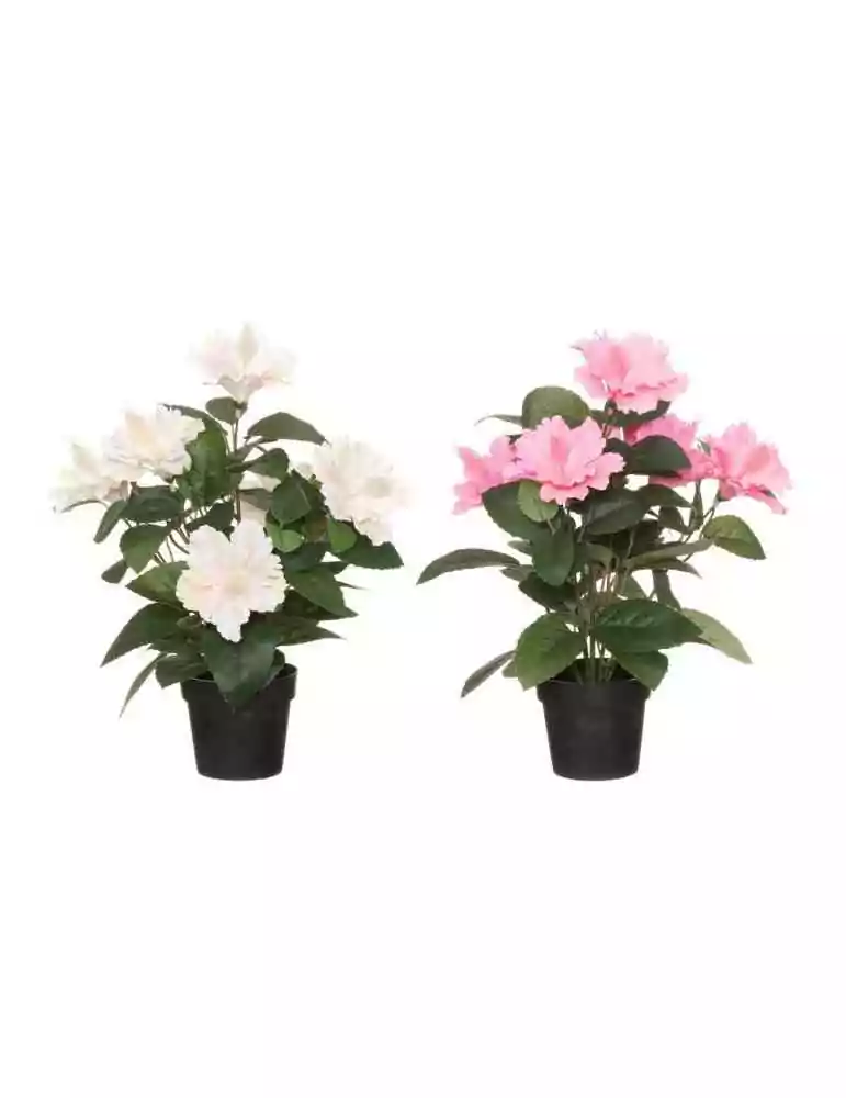 Kiinanruusu 38 cm 4Living