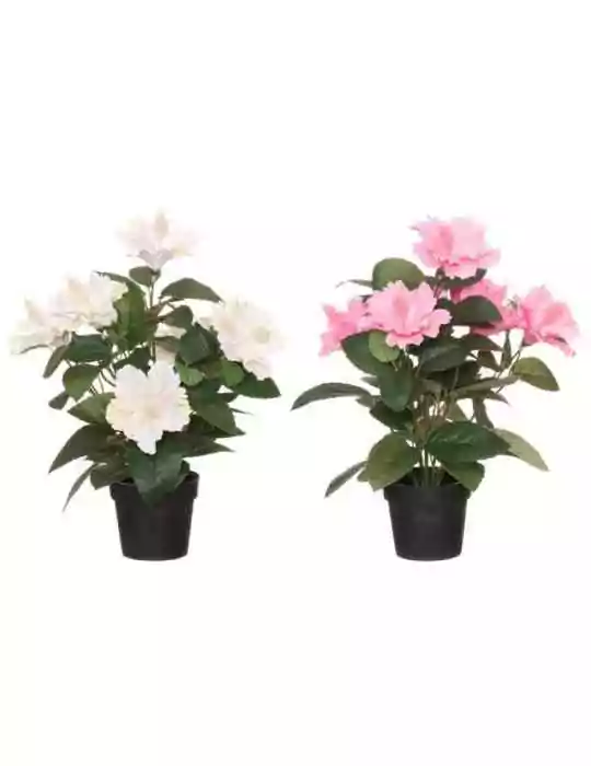 Kiinanruusu 38 cm 4Living